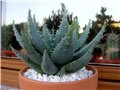 Aloe ferox